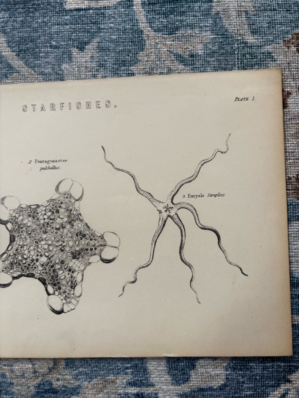 Vintage Starfishes Scientific Wall Art Print - Beige and Black - Picture 3 of 6